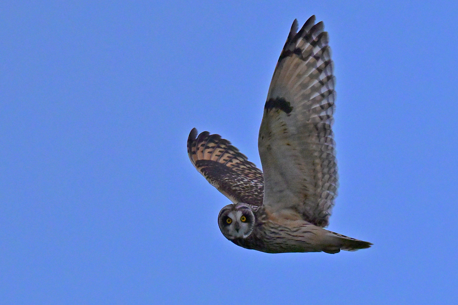 Short-eared Owl